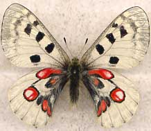 Parnassius a. wiskotti aberrant male (Internet Image property of respective owner, non-commercial use only)